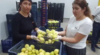 Mersin'in Mut İlçesinde 'Mut Beyazı' İnciri Hasadı Başladı