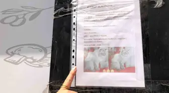 Eskişehir'de Kaybolan Kediyi Arayan Adamın Üzüntüsü ve İlanlara Duyarsızlık