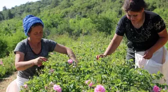 Isparta'da Gül Rekoltesinde Yüzde 30 Düşüş