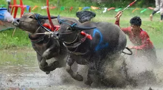 Tayland'da Çeltik Ekim Sezonu için Manda Yarışı Düzenlendi