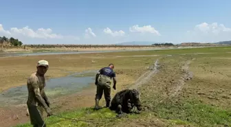 Bataklığa Saplanan Katırlar Kurtarıldı