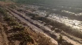 Beypazarı'nda Sağanak Yağış Tarım Alanlarını Vurdu