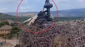 Leylek Kurtarma Operasyonu Kask Kamerasında