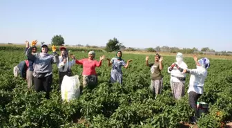 Edirne Karaağaç Acı Biberi Hasadı Şenliklerle Başladı