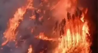 İspanya ve Portekiz Orman Yangınlarıyla Mücadele Ediyor