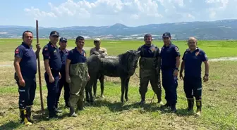 Alaşehir'de Katırlarını Kurtarmaya Çalışan Adam Bataklığa Saplandı