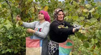 Ordu'da Fındık Hasat Sezonu Başladı