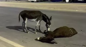 Sözün bittiği yer! Ölen annesinin başından bir an olsun ayrılmadı