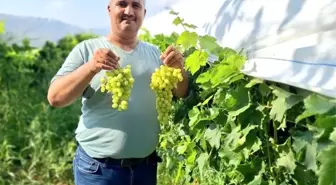 Sarıgöl'de Sultaniye Üzüm Hasadı Başladı