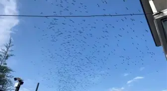 Tekirdağ Semalarında Leylek Göçü Görüntülendi