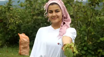 Karadeniz'de Fındık Hasadı Başladı