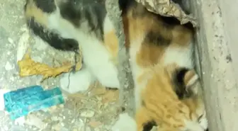 Avcılar'da Yavru Kediler İtfaiye Tarafından Kurtarıldı