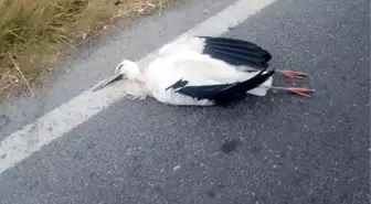 Büyükçekmece'de Leyleklerin Telef Olmasına Neden Olan Yangın