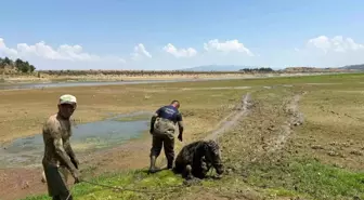 Manisa'da Bataklığa Saplanan İki Katır Kurtarıldı
