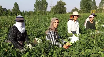 Gevaş Fasulyesi Kadın Girişimcilerin Emeğiyle Değerleniyor