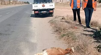 Hakkari'de Kamyonet Buzağıya Çarptı, Hayvan Telef Oldu