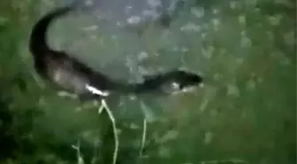 Tekirdağ'da Nesli Tehlike Altında Olan Su Samuru Görüntülendi