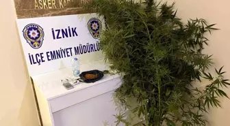 İznik'te Kenevir Yetiştiren İki Kişi Tutuklandı