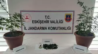 Eskişehir'de Kenevir Buçuklarının Ele Geçirildiği Operasyon