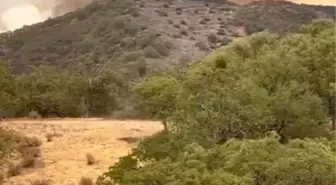 California'daki Orman Yangınında Kontrol Sağlanamıyor