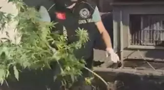 İzmir'de Kenevir Yetiştiren 3 Şüpheli Gözaltına Alındı