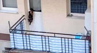 Eskişehir'de Kedi İhbarı Polis Ekiplerini Harekete Geçirdi