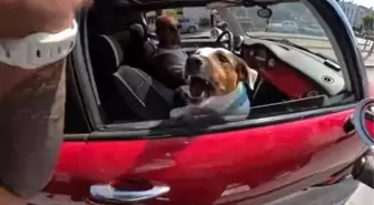 Motosiklet Sürücüsü Köpeğin Hırlamasından Korktu