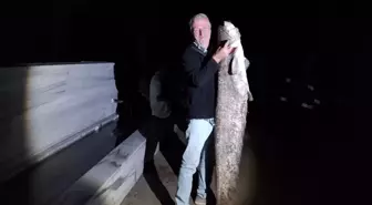Bursa'da Amatör Balıkçı 40 Kilogramlık Yayın Balığı Yakaladı