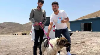 Sadık Köpek, Sahibi Öldükten Sonra Mezarlığı Terk Etmedi