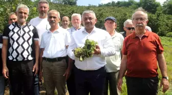 Fındık Taban Fiyatı Açıklandı, Üreticiler Umutlu