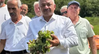 Fındık Taban Fiyatı Açıklandı: TZOB'dan Kontrol Mesajı