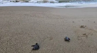 Caretta Caretta Yavruları Belek'te Denizle Buluştu