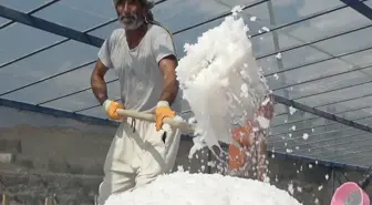 450 yıllık mucize! Dünyada sadece Kemah'ta var, 2 bin ton üretilecek