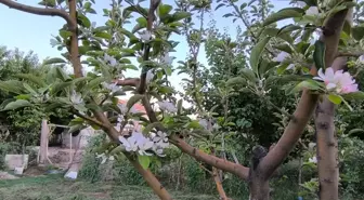 Yeşilhisar'da Ağustos Ayında Elma Ağaçı Çiçek Açtı
