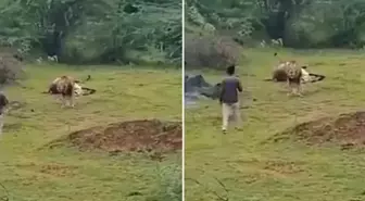 Aslanla yakın çekim uğruna az daha canından oluyordu