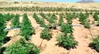 Bingöl'de 23 Bin Kök Kenevir Bitkisi Ele Geçirildi