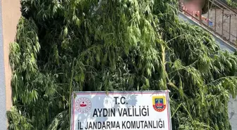 Jandarma, Aydın'da Uyuşturucu Operasyonu Düzenledi