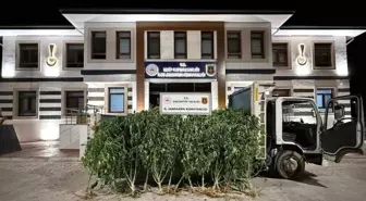 Gaziantep'te 4 Kardeşe Ait Bahçede 825 Kök Kenevir Ele Geçirildi