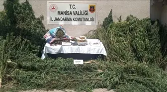 Manisa'da Yasadışı Kenevir Ekimi Soruşturması: İki Şüpheli Gözaltına Alındı