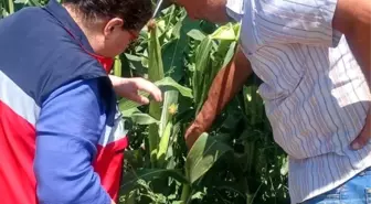 Kütahya'da fasulye ve mısır tarlalarında hastalık ve zararlı kontrolü
