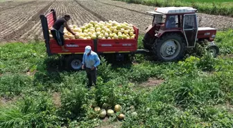 Sadece Bafra Ovası'nda yetişiyor! Süheyla Kavunu'nun kilosu 12 TL'den kapış kapış gidiyor