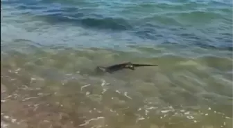 Edirne'de Tehlike Altındaki Su Samuru Gözlemlendi