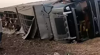 Şanlıurfa'da Büyükbaş Hayvan Taşıyan Tır Devrildi