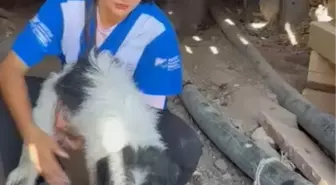 Bursa'daki Orman Yangınlarında Kurtarılan Sokak Hayvanları Tedavi Altında