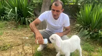 Üsküdar'da Hayvanseverin Yavru Kuzusu Pamuk'a Olan Bağlılığı