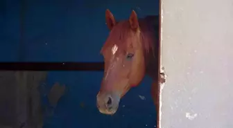 Antalya'da At Çocuğu Isırdı, Hastaneye Kaldırıldı