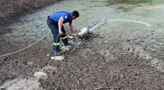 Denizli'de Kuzu Zorlu Operasyonla Kurtarıldı