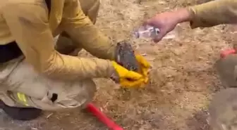 Yangından Kurtarılan Kirpiye Orman İşçileri Su İkram Etti