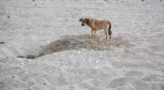 Caretta Caretta Yuvalarına Tehlike: Cankurtaranlar ve Başıboş Köpekler