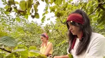 Arsin Foşa Fındığı Hasadı Törenle Başladı